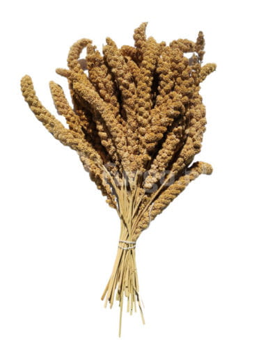 Proso senegalskie białe w kłosach 0,25kg