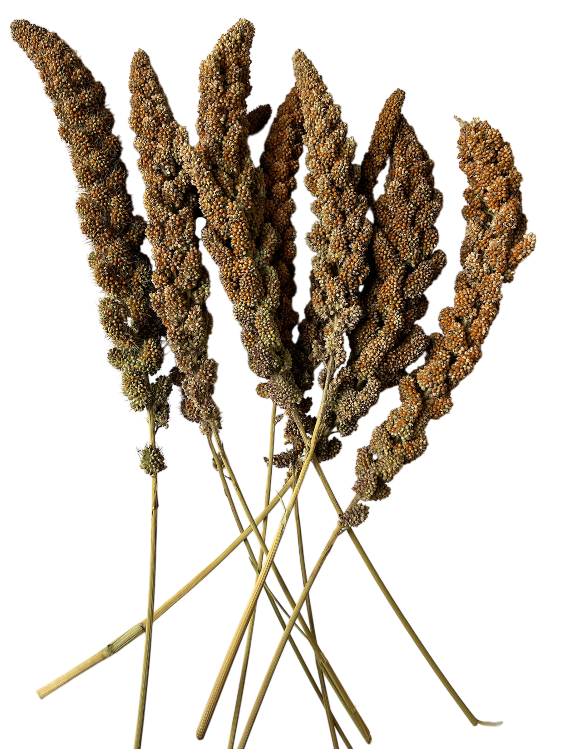 Proso senegalskie czerwone w kłosach 1kg